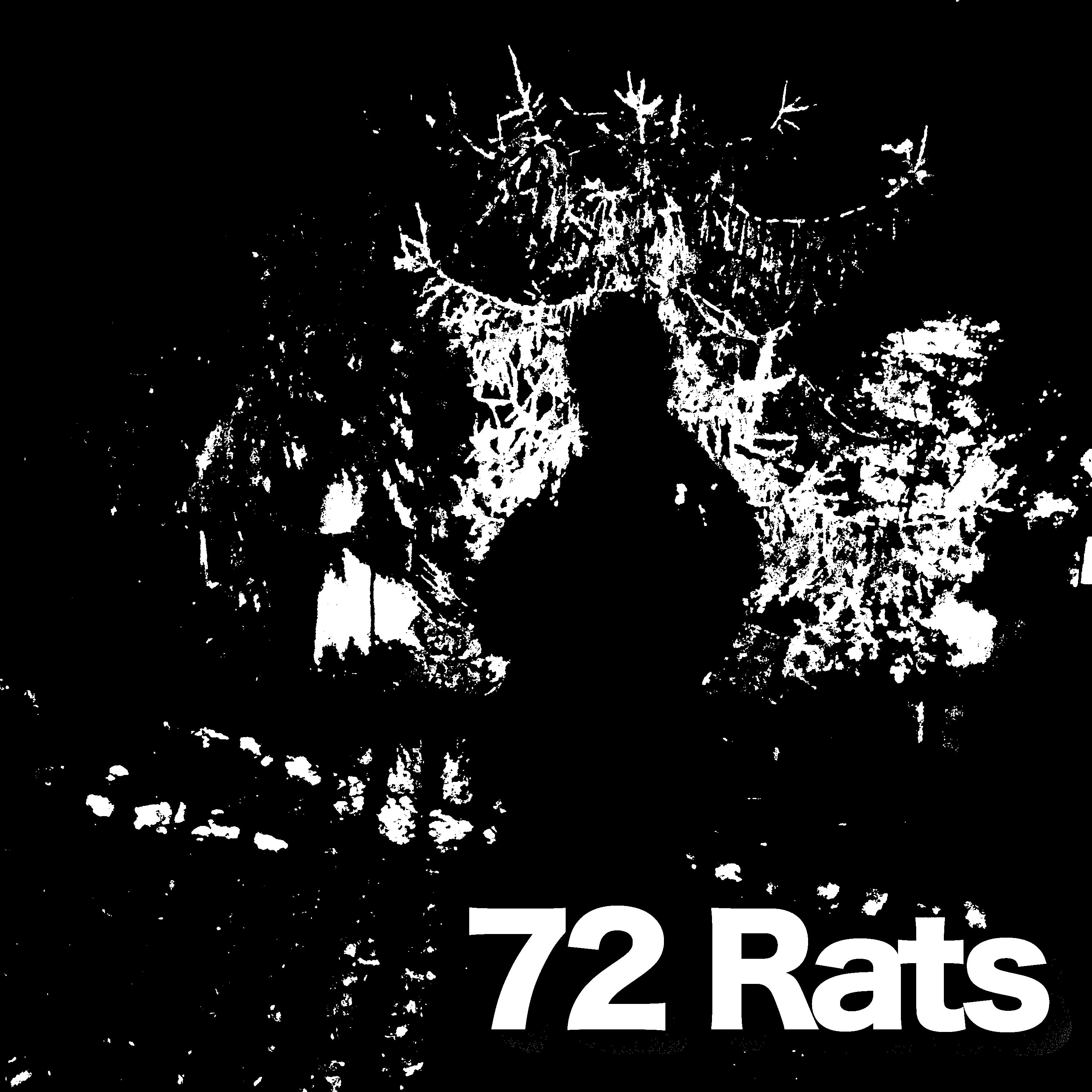 The Rat