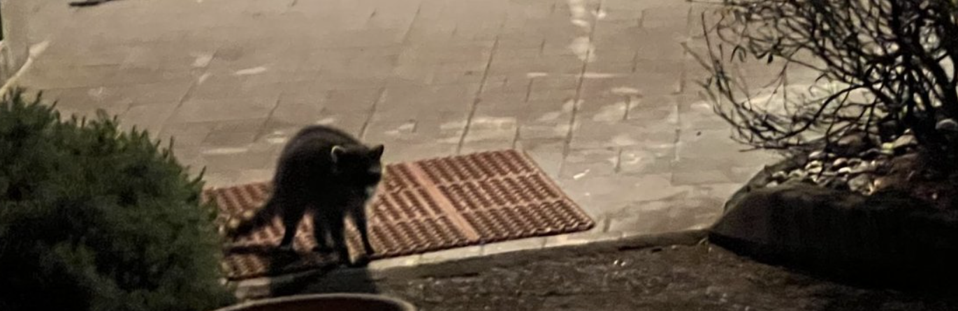 72 Rats